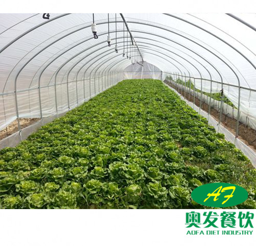 蔬菜种植基地