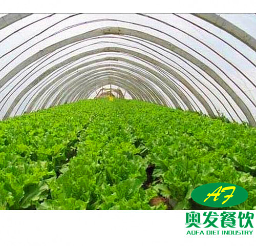 蔬菜种植基地