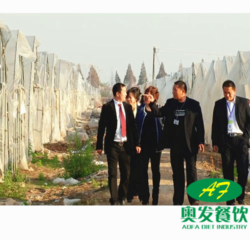 蔬菜种植基地